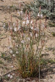 Asphodelus fistulosus 1704 (*)