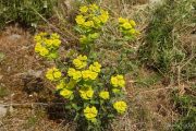 Euphorbia serrata 1839 (*)