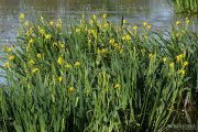 Iris pseudacorus 0404 (*)