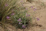 Matthiola sinuata 4102 (*)