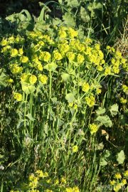 Euphorbia serrata 6647 (*)