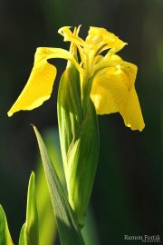 Iris pseudacorus 6658 (*)