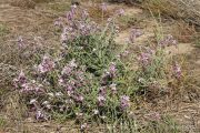 Matthiola sinuata 1779 (*)