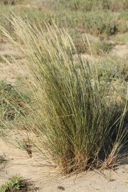 Ammophila arenaria 1772 (*)