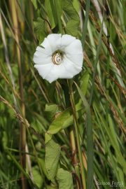 Calystegia sepium 9934 (*)