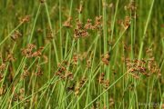 Scirpus lacustris 9904 (*)