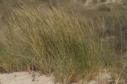 Ammophila arenaria 9808 (*)