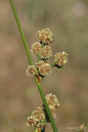 Scirpus holoschoenus 9982 (*)