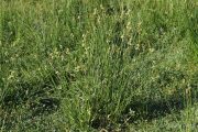 Scirpus holoschoenus 9983 (*)