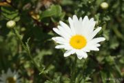 Leucanthemum vulgare  0094 (*)