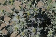 Eryngium maritimum 0035 (*)