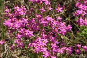 Centaurium erythraea 0164 (*)