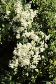 Clematis flammula 0181 (*)