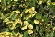 Paliurus spina-christi 0362 (*)