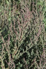 Suaeda maritima 0502 (*)
