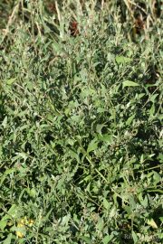 Atriplex prostrata 0505 (*)