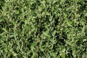 Atriplex prostrata 0513 (*)