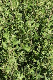 Atriplex prostrata 0514 (*)