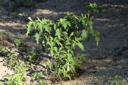 Datura stramonium 0540 (*)