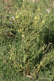 Verbascum sinuatum 0554 (*)