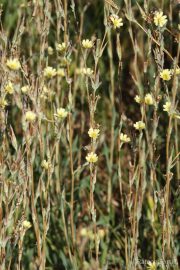 Lactuca saligna 0899 (*)