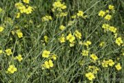 Diplotaxis tenuifolia 0951 (*)