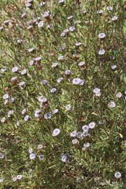 Globularia alypum 0999 (*)