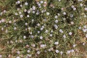 Globularia alypum 1017 (*)