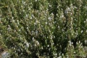 Rosmarinus officinalis 1010 (*)