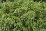 Pistacia lentiscus 1024 (*)