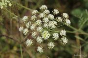 Ammi majus 1179 (*)