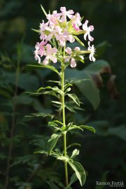 Saponaria officinalis 0530 (*)