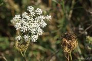 Daucus carota 1244 (*)