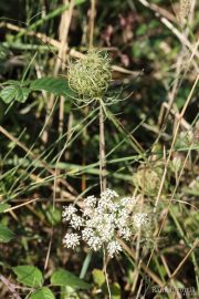 Daucus carota 1248 (*)