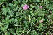 Trifolium pratense 1271 (*)