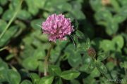 Trifolium pratense 1274 (*)