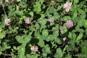 Trifolium pratense 1304 (*)