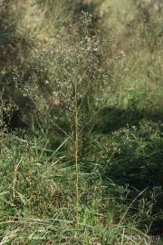 Aster squamatus 2081 (*)