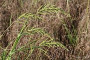Echinochloa crus-galli 2076 (*)