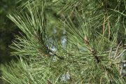 Pinus pinaster 2558 (*)