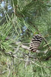 Pinus pinaster 2562 (*)
