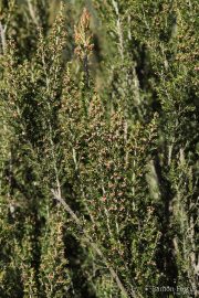 Erica arborea 3281 (*)