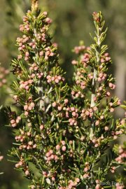 Erica arborea 3285 (*)