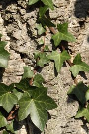 Hedera helix 3318 (*)