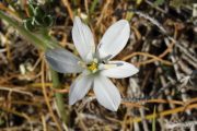 Ornithogalum umbellatum 7598 (*)