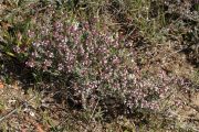 Thymus vulgaris 7625 (*)