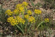Euphorbia nicaeensis 7636 (*)