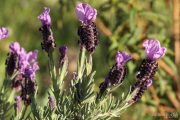 Lavandula stoechas 7529 (*)