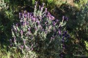 Lavandula stoechas 7561 (*)