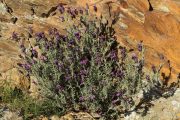 Lavandula stoechas 7563 (*)